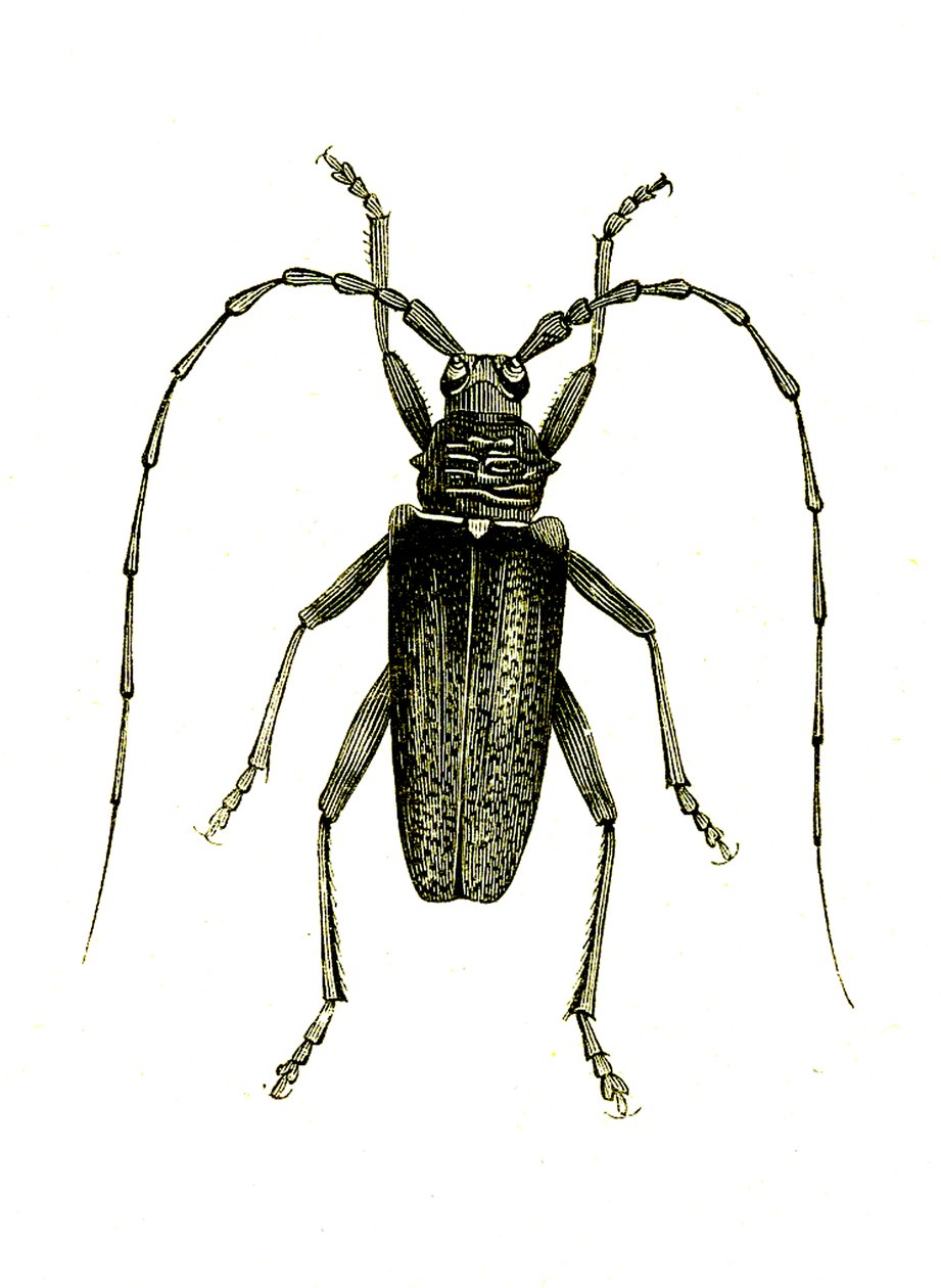 Coleoptera: Cerambyx-hjältar av Unknown artist