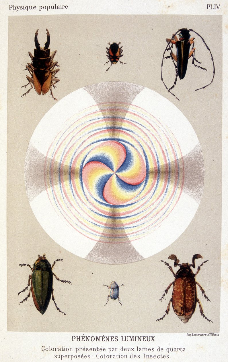 Färgläggning presenterad av två överlagrade kvartsblad, färgande insekter - i "" La physique populaire"" av Emile Desbeaux av Unknown artist