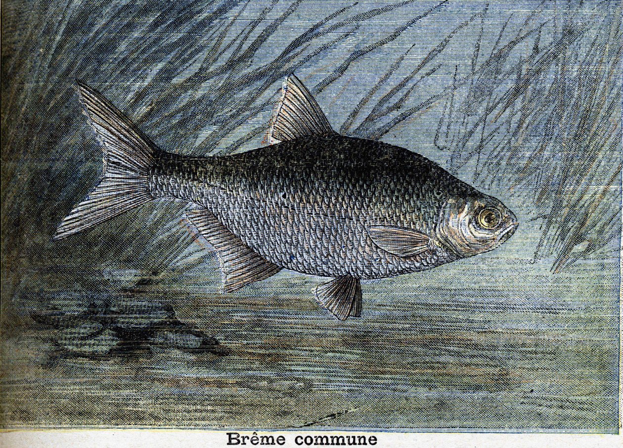 Vanliga Breme. Gravyr från 1897 av Unknown artist