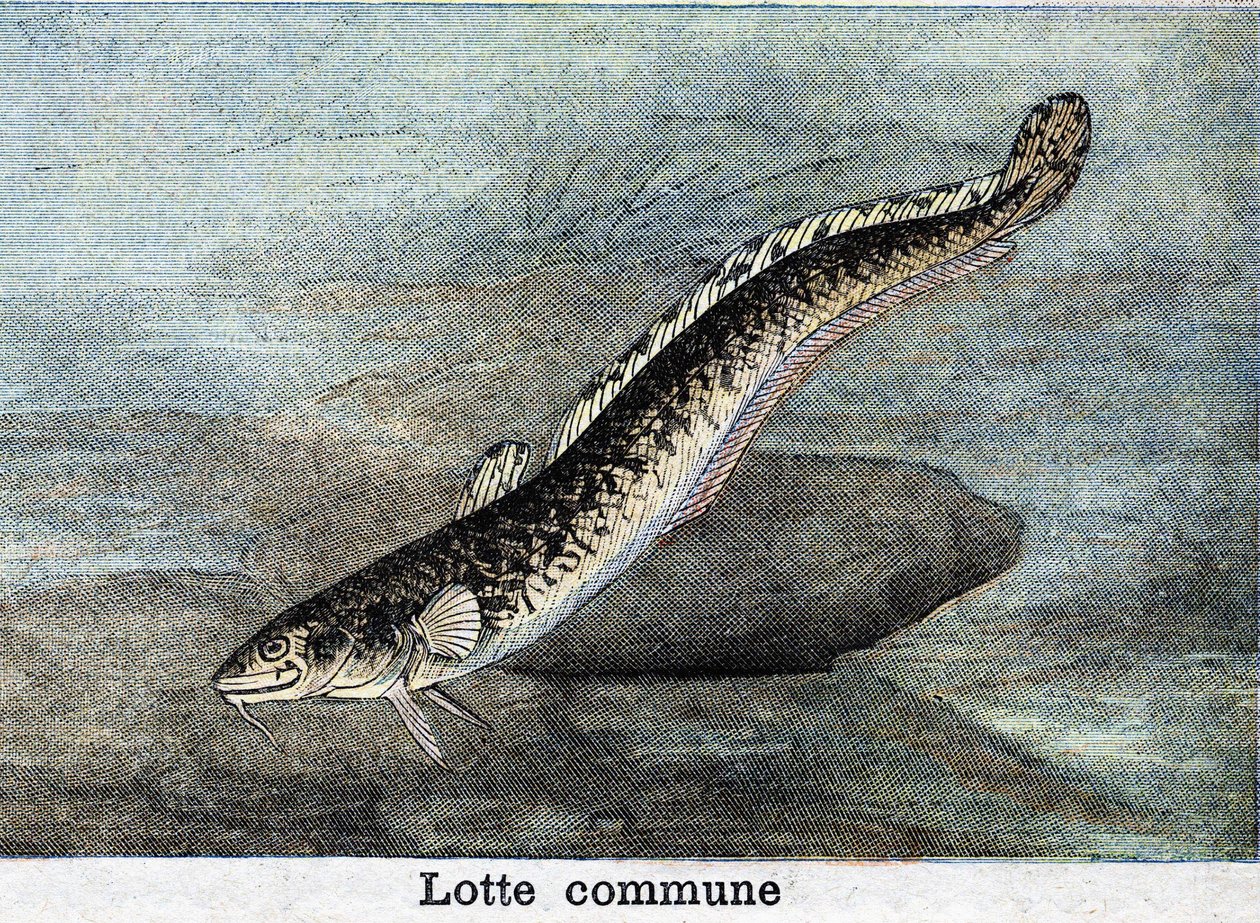 Gemensam Lottegravyr från 1898 av Unknown artist