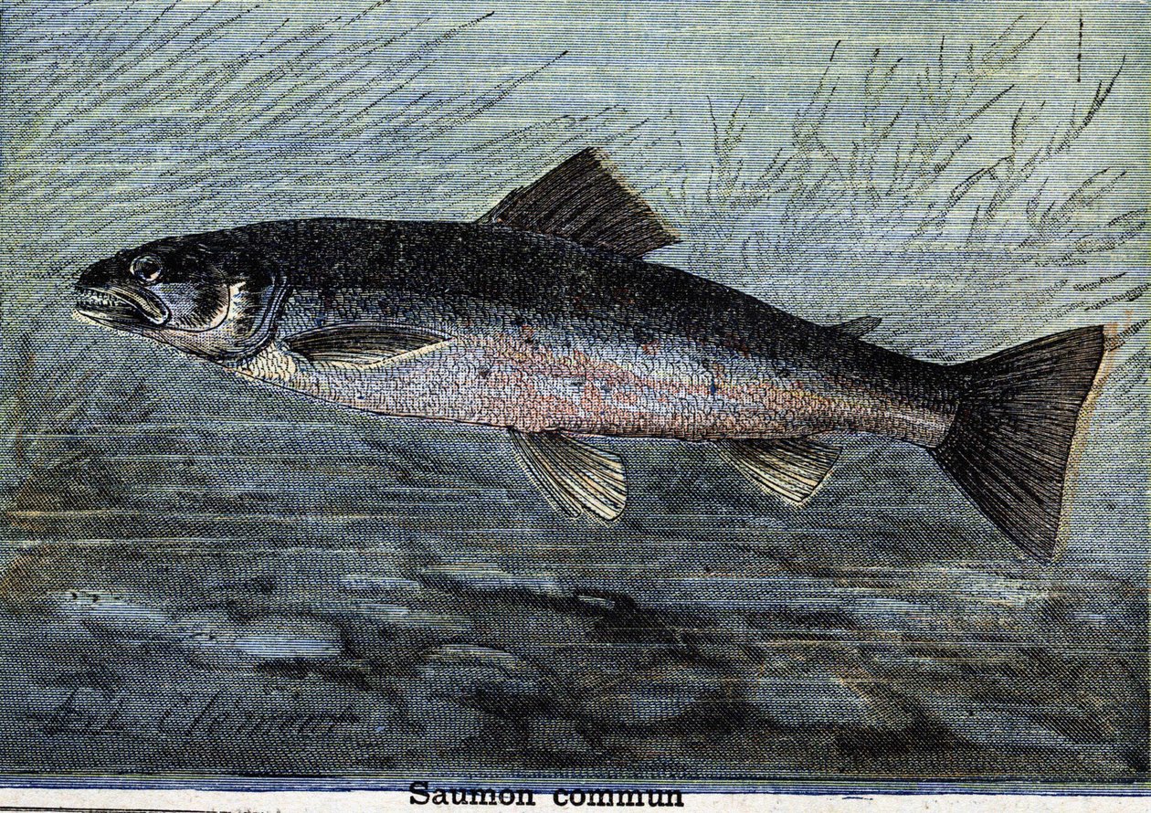 Vanlig lax. Gravyr från 1897 av Unknown artist