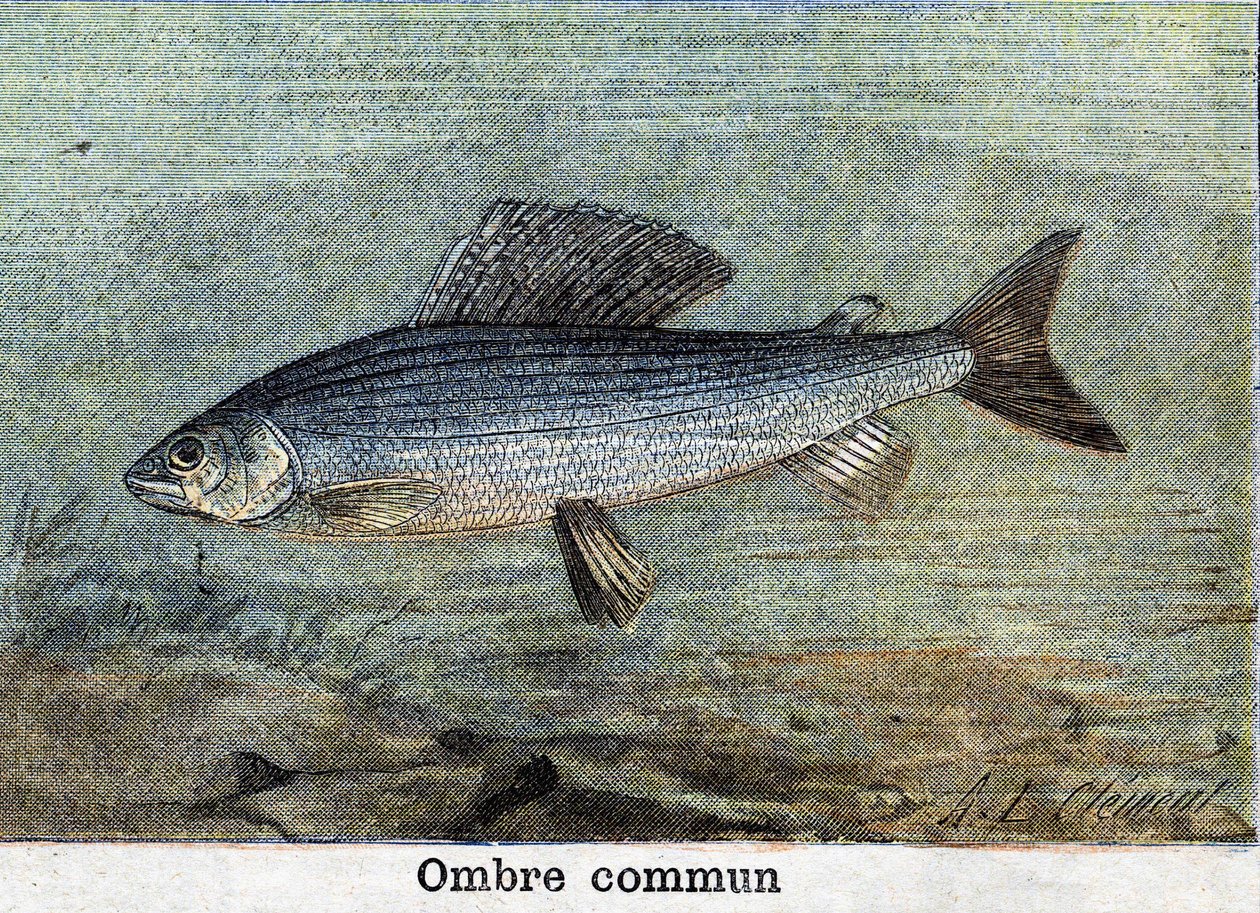 Common Shadow gravyr från 1898 av Unknown artist