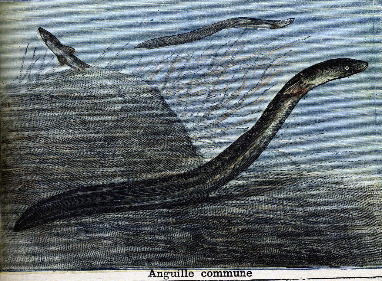 Vanlig ål. Gravyr från 1897 av Unknown artist