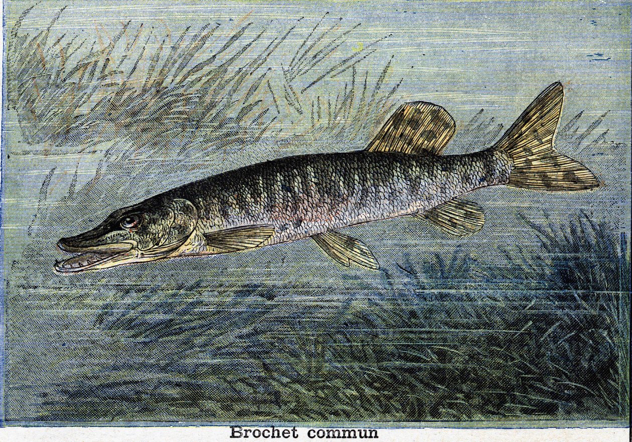 Vanlig gädda. Gravyr från 1897 av Unknown artist