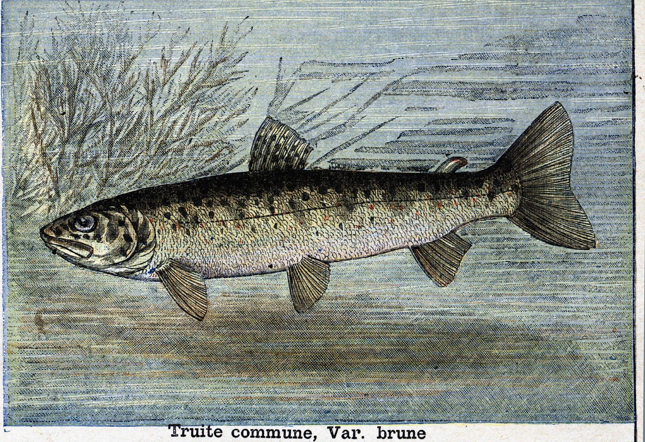 Vanlig öring. Gravyr från 1897 av Unknown artist