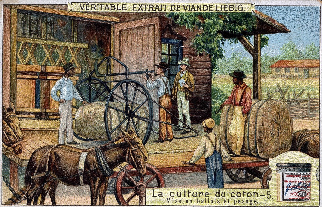 Bomullsodling: Balar och vägning (USA) Liebig-kromolitografi från 1800-talet av Unknown artist