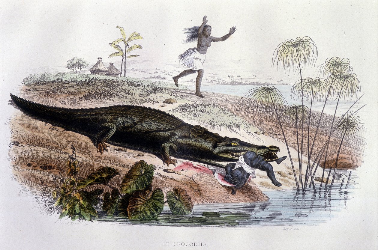 Krokodil som slukar ett litet barn - i "Histoire Naturelle" av Lacépède, red. Veurne, Paris av Unknown artist
