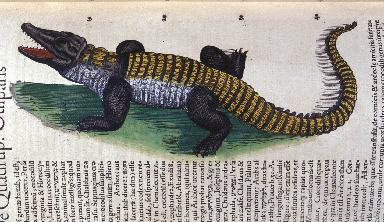 Krokodil. i Historia Animalium av Conrad Gesner (1516 - 1565), Tiguri av Unknown artist