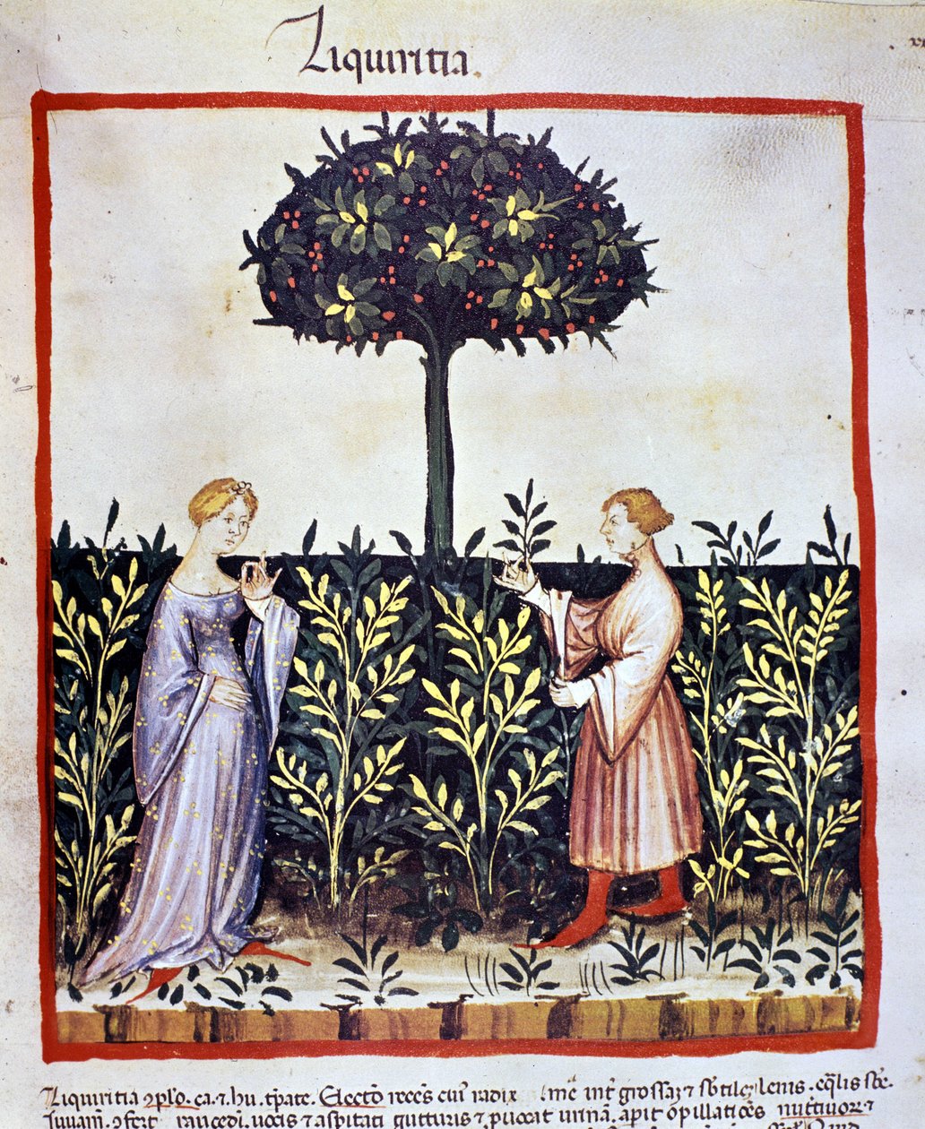 Odling av medicinalväxt: skörd av lakrits (ved eller rot). Belysning från mjölkning av medicin och diet "" Tacuinum sanitatis"" av Unknown artist