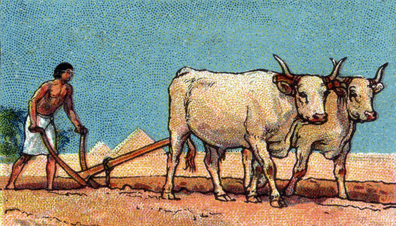 Vardagsliv i forntida Egypten: bonde under plöjning, början av 1900-talet (chromo) av Unknown Artist