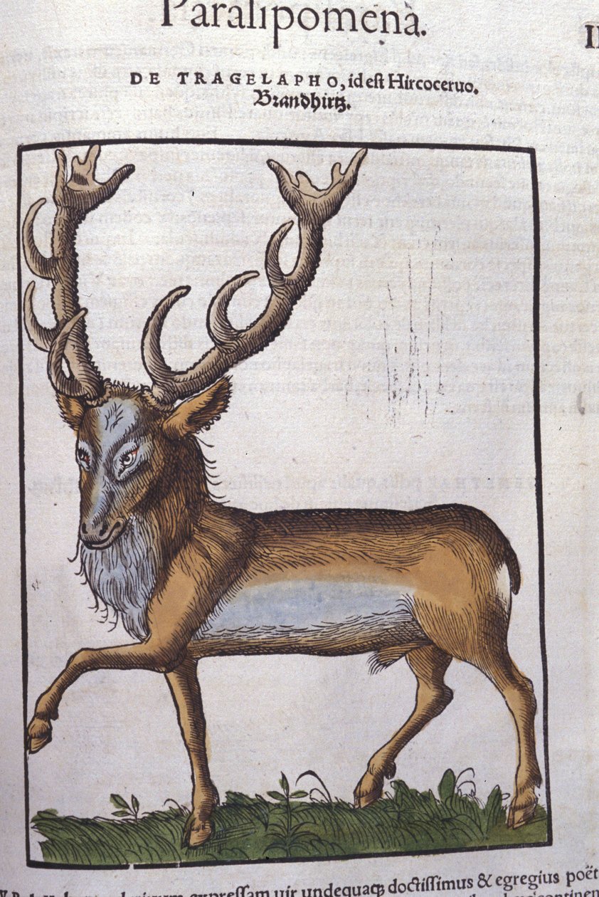 Rådjur efter Historia animalium av Konrad Gesner, Tiguri av Unknown artist