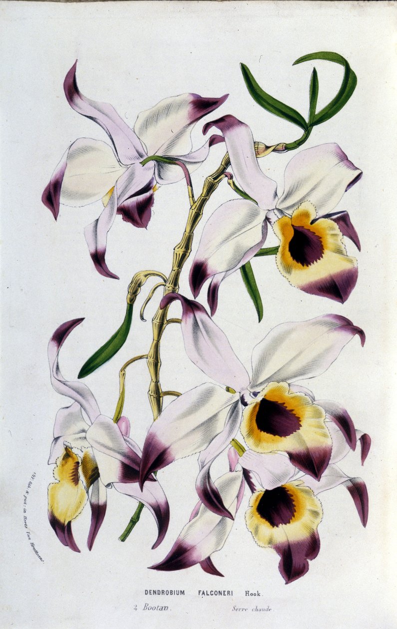 Dendrobium falconeri: familj av orkidéer. av Unknown artist