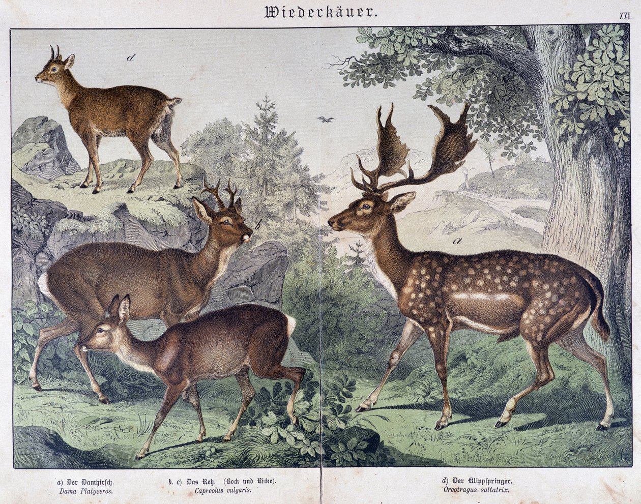 Diche, mocka - i "" Natural histories of mammals", red. Schreiber av Unknown artist
