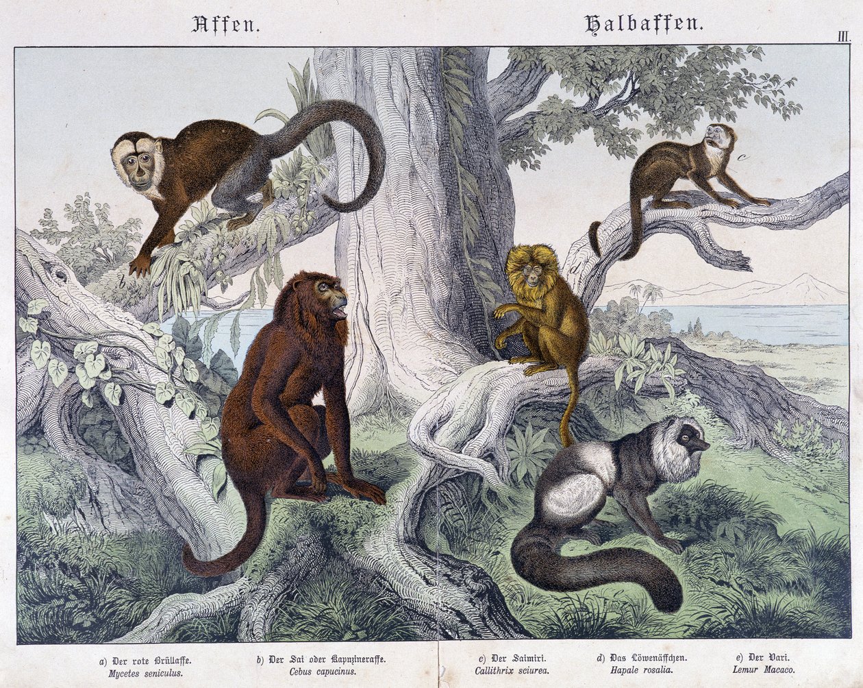 Olika raser av apor - i "" Natural history of mammals", red. Schreiber av Unknown artist