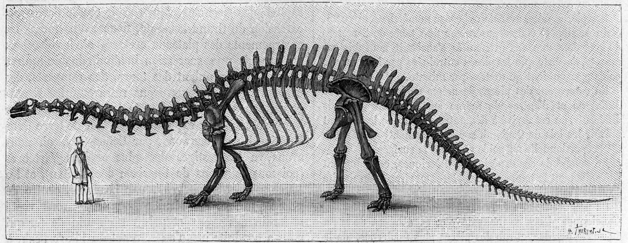 Dinosaurieskelett: "" Brontosaurus excelsus "", mars. Upper Jurassic of the Rocky Mountains. Reproduktion av teckningen meddelad av Mr. March till Albert Gaudry vid Institutet. Gravyr i "" La Nature: revue des sciences et de leurs applications aux av Unknown artist