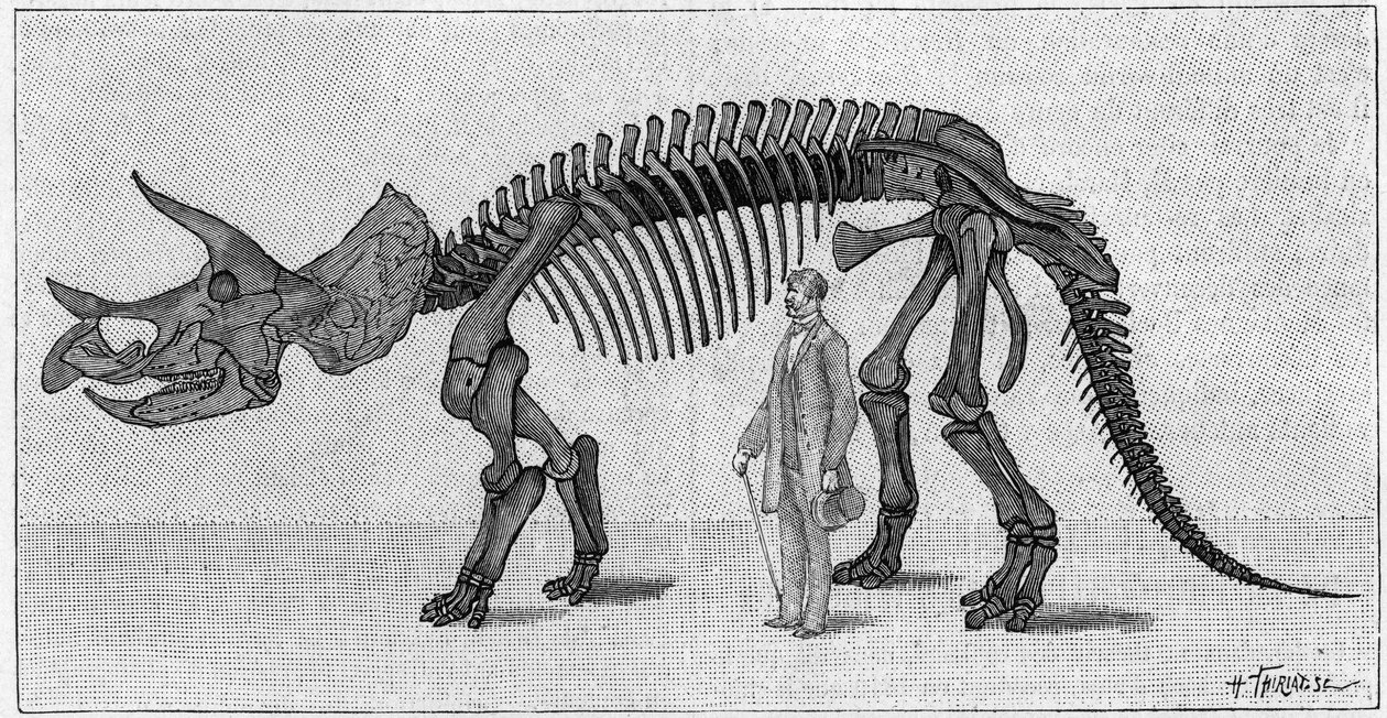 Dinosaurieskelett: "" Triceratops prorsus"", mars. Klippiga bergens övre krita. Reproduktion av teckningen meddelad av Mr. March till Albert Gaudry vid Institutet. Gravyr i "" La Nature: revue des sciences et de leurs applications aux ar av Unknown artist