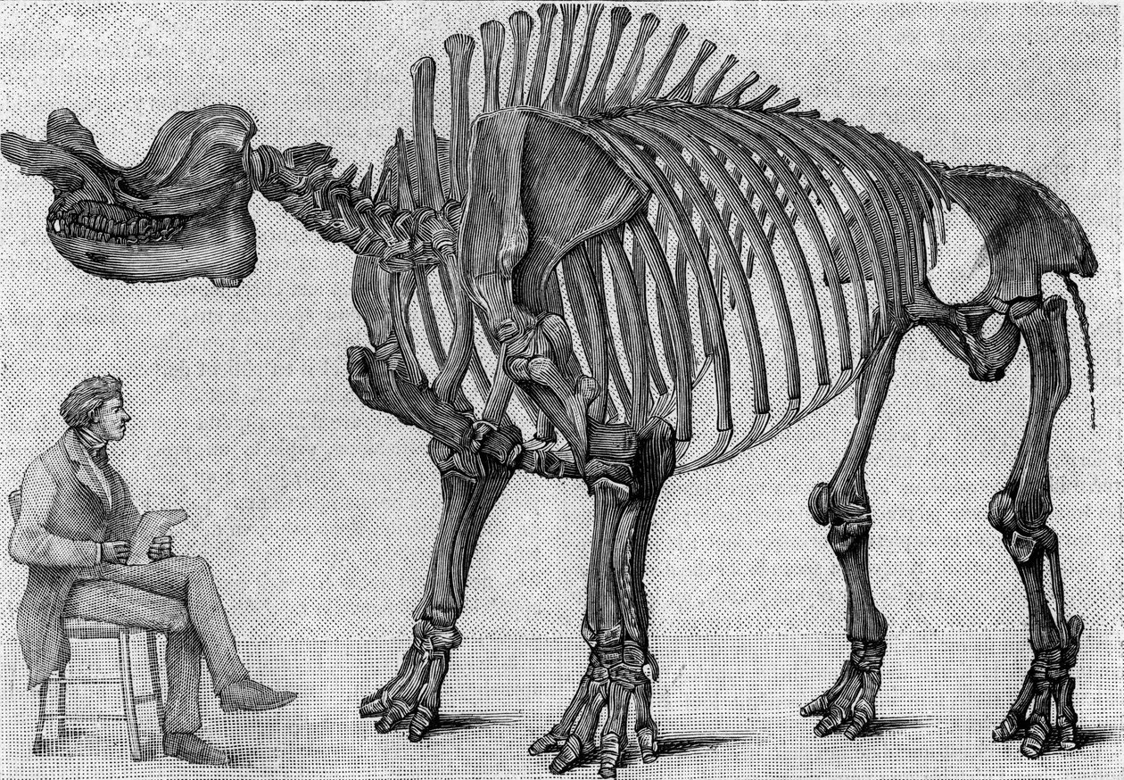 Dinosaurieskelett: "" Brontops robustus "", mars. Klippiga bergens miocen. Reproduktion av teckningen meddelad av Mr. March till Albert Gaudry vid Institutet. Gravyr i "" La Nature: revue des sciences et de leurs applications aux arts et a av Unknown artist