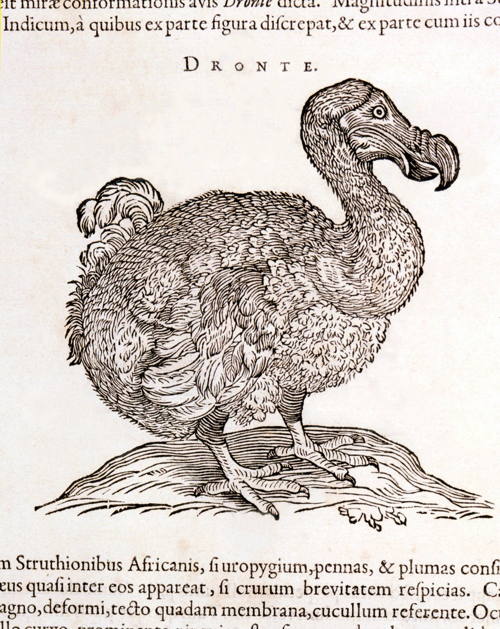 Dodo eller Dronte. Fågel försvann - i "On both natural and medical matters in India" av William Piso, Amsterdam av Unknown artist