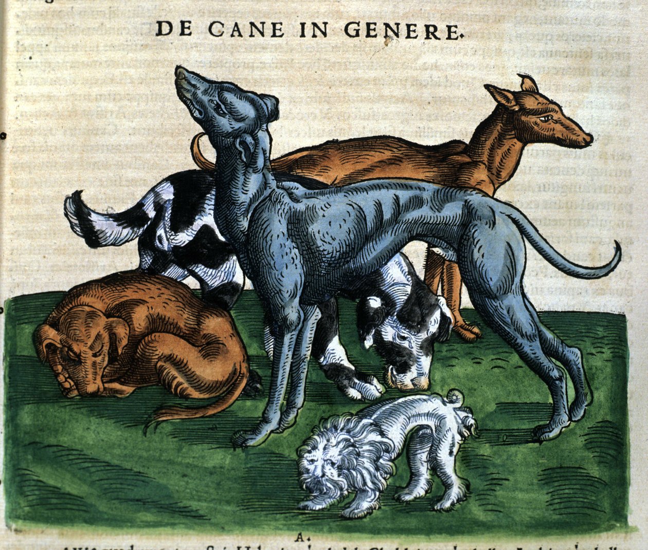 Hundar från Historia Animalium av Conrad Gesner, Tiguri 1560. Biblioteca Nazionale Braidense. Milano av Unknown artist