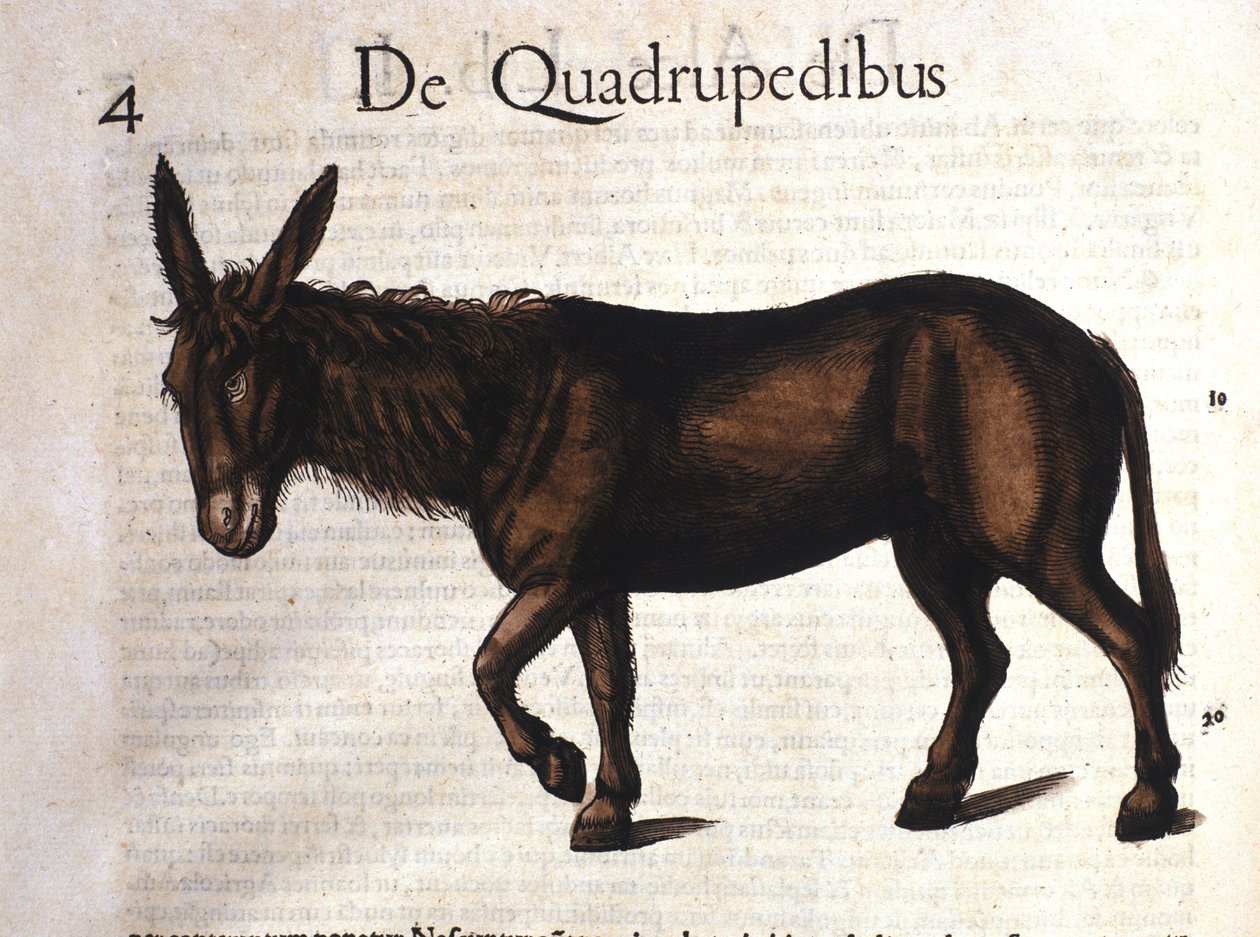 Åsnan från Historia Animalium av Conrad Gesner, Tiguri 1560 av Unknown artist