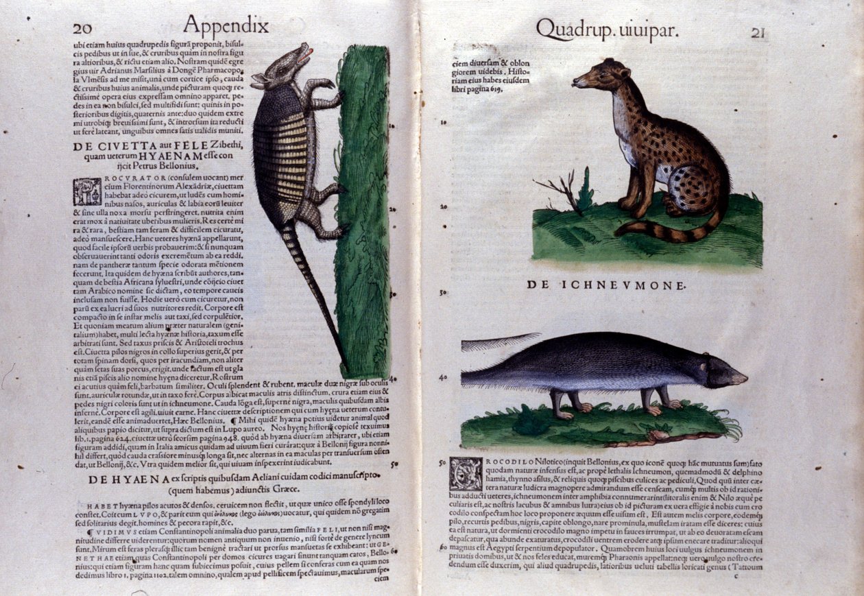 Dubbelsida av Historia Animalium av Conrad Gesner (1516 - 1565), Tiguri av Unknown artist