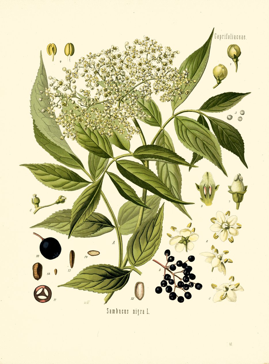 Elder Bore Tree (färg litho) av Unknown artist