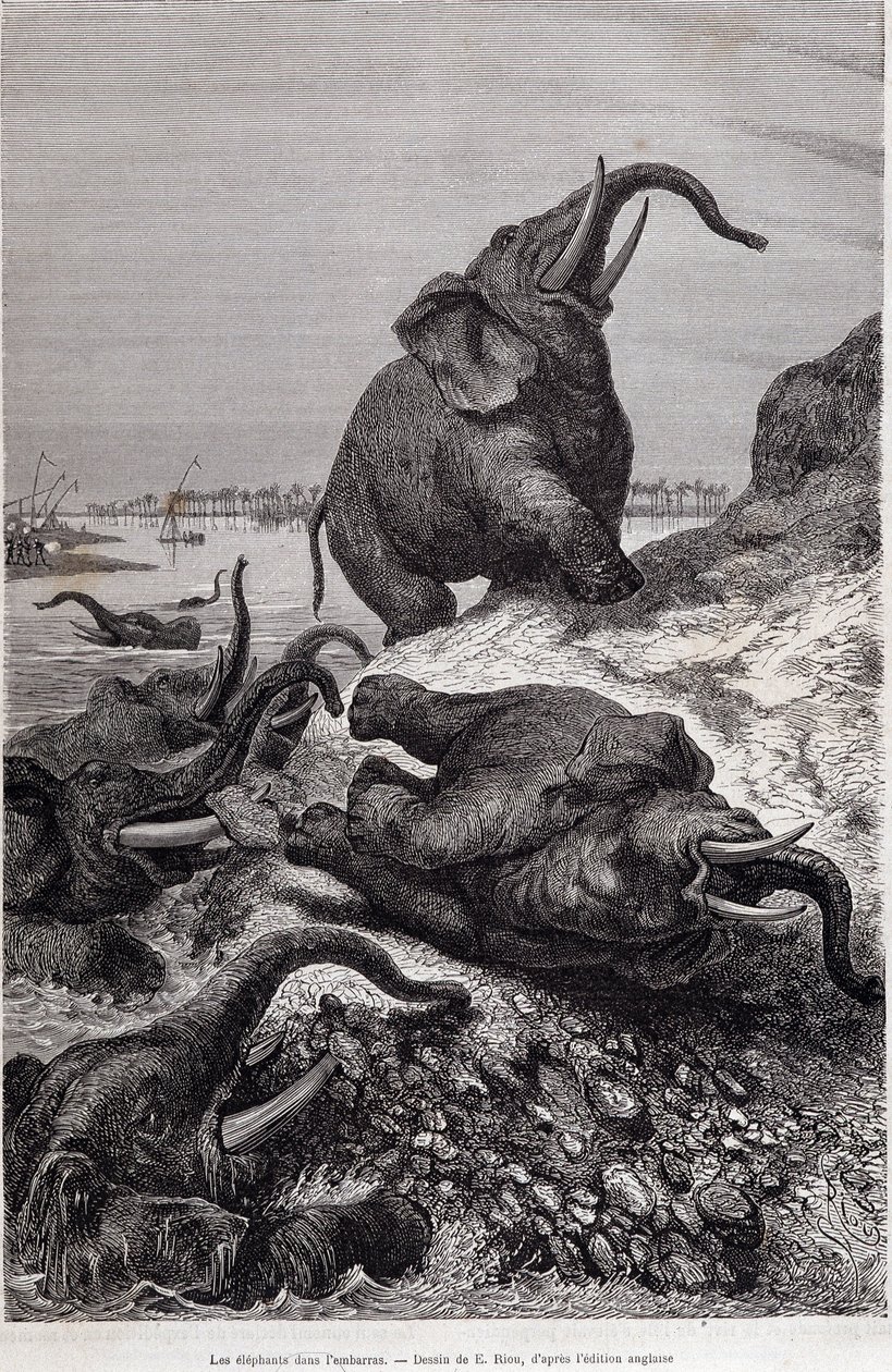Elefanter som klättrar på stranden av en flod, på grund av en expedition till Centralafrika på uppdrag av Sir Samuel White Baker, "Tour du monde" av Unknown artist