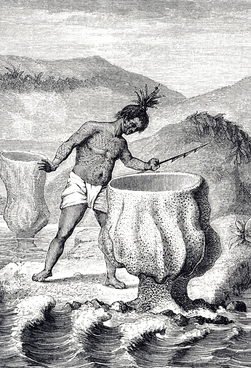 Gravyr som visar en mängd olika svampar som kallas Neptunus bägare (Thalassema Neptune) av Unknown artist
