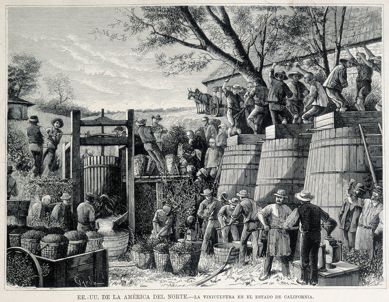 Gravyr från 1876 föreställande vinodling i Kalifornien på 1800-talet. av Unknown artist