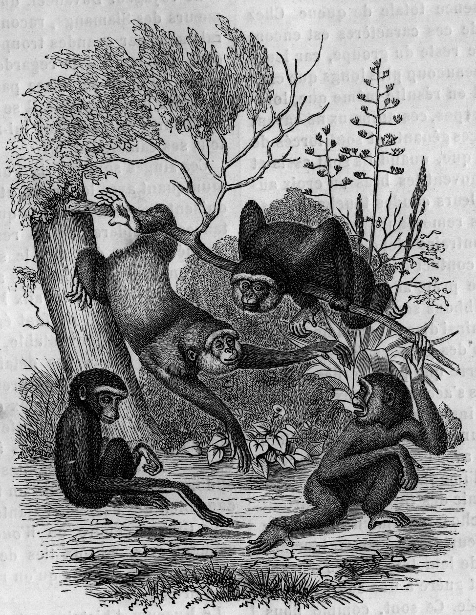 Gravyr som föreställer Gibbons Hoolock av Indien. av Unknown artist