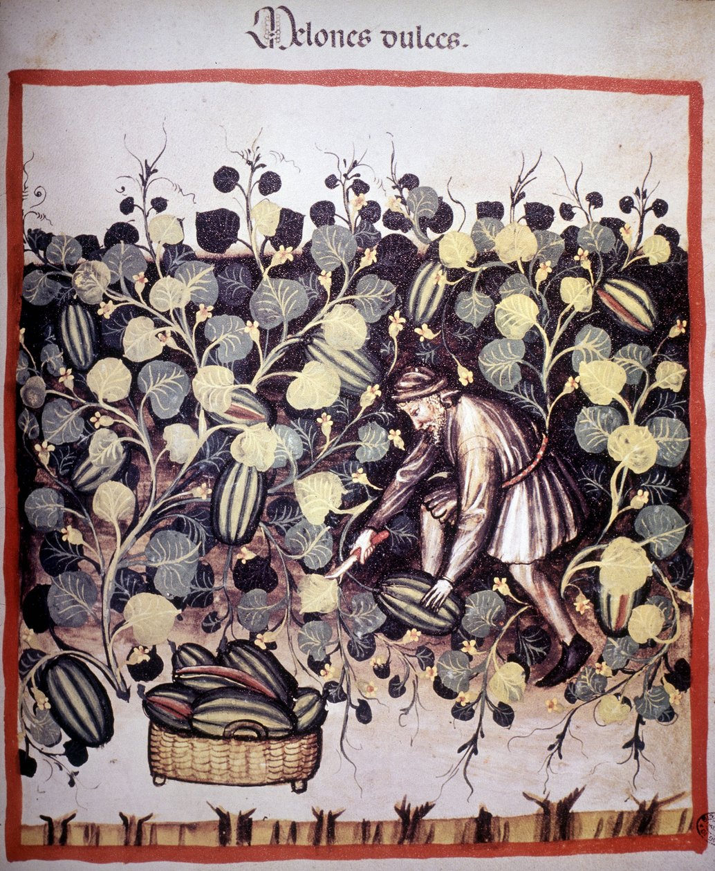Gravyr som representerar samlingen av meloner från "Tacuinum Sanitatis". B.N., Wien. av Unknown artist