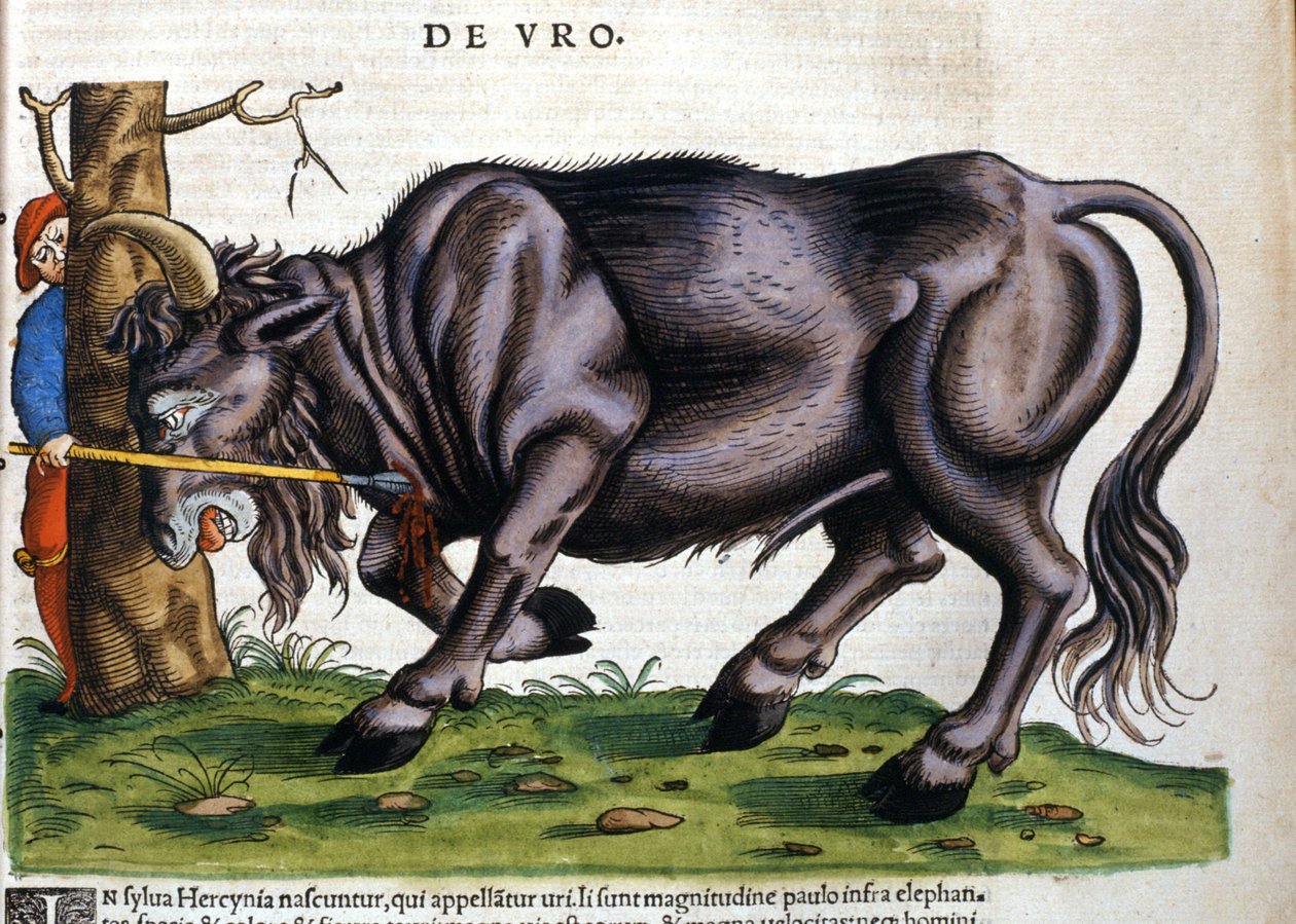 Europeisk bison (Bos primigenius) vars ras dog på 1600-talet i "History of Animals" av Konrad Gesner av Unknown artist