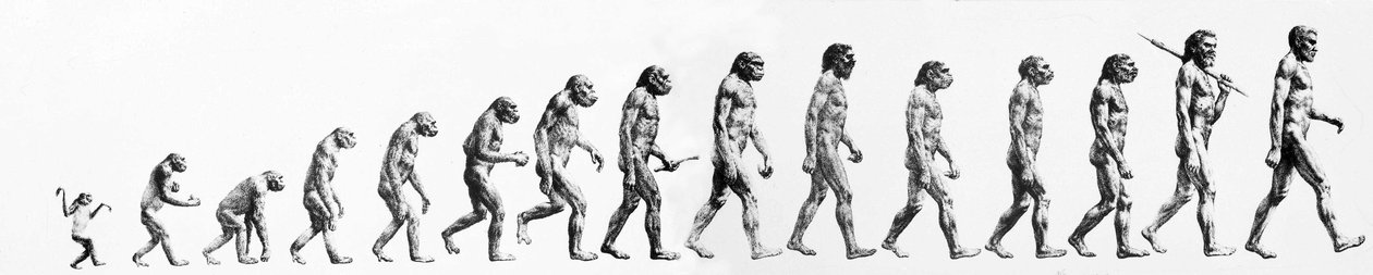 Evolution: Jämförelser av morfologier från apan till den nuvarande människan (olika hominider). Slutgravyr av 1800-talet. av Unknown artist