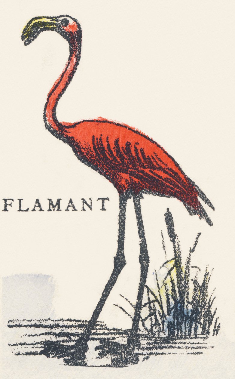 F: flamingo av Unknown artist