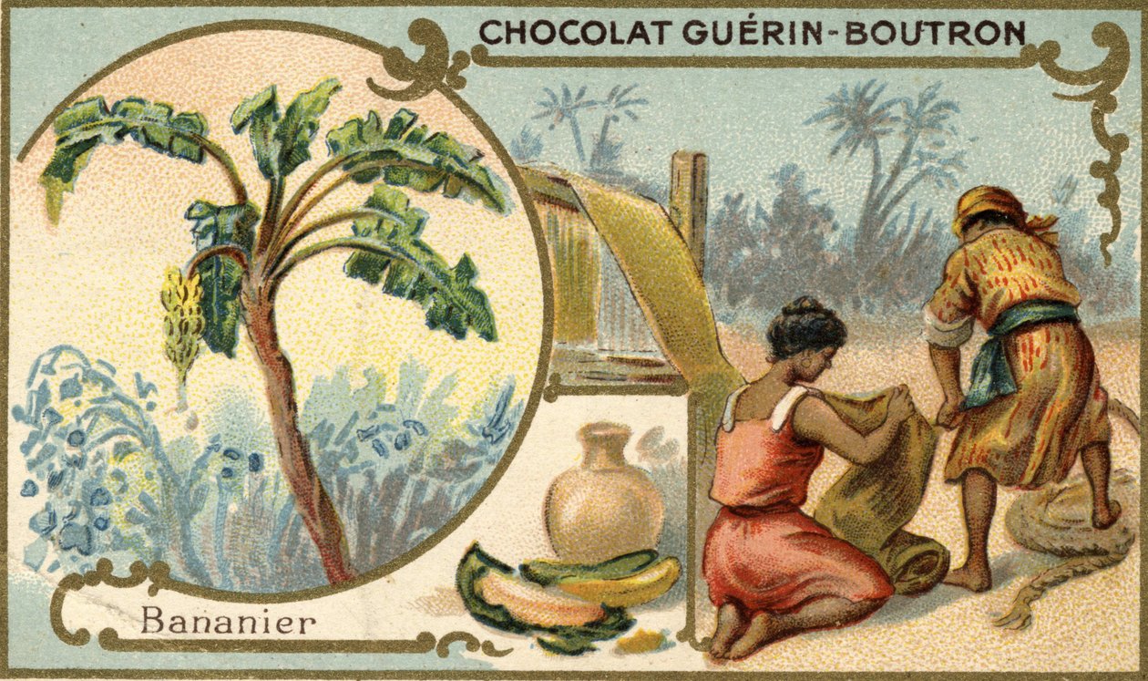 Tyg gjord med fiber från bananskinn. Kromolitografi, förpackning av Guérin Boutron-choklad. av Unknown artist