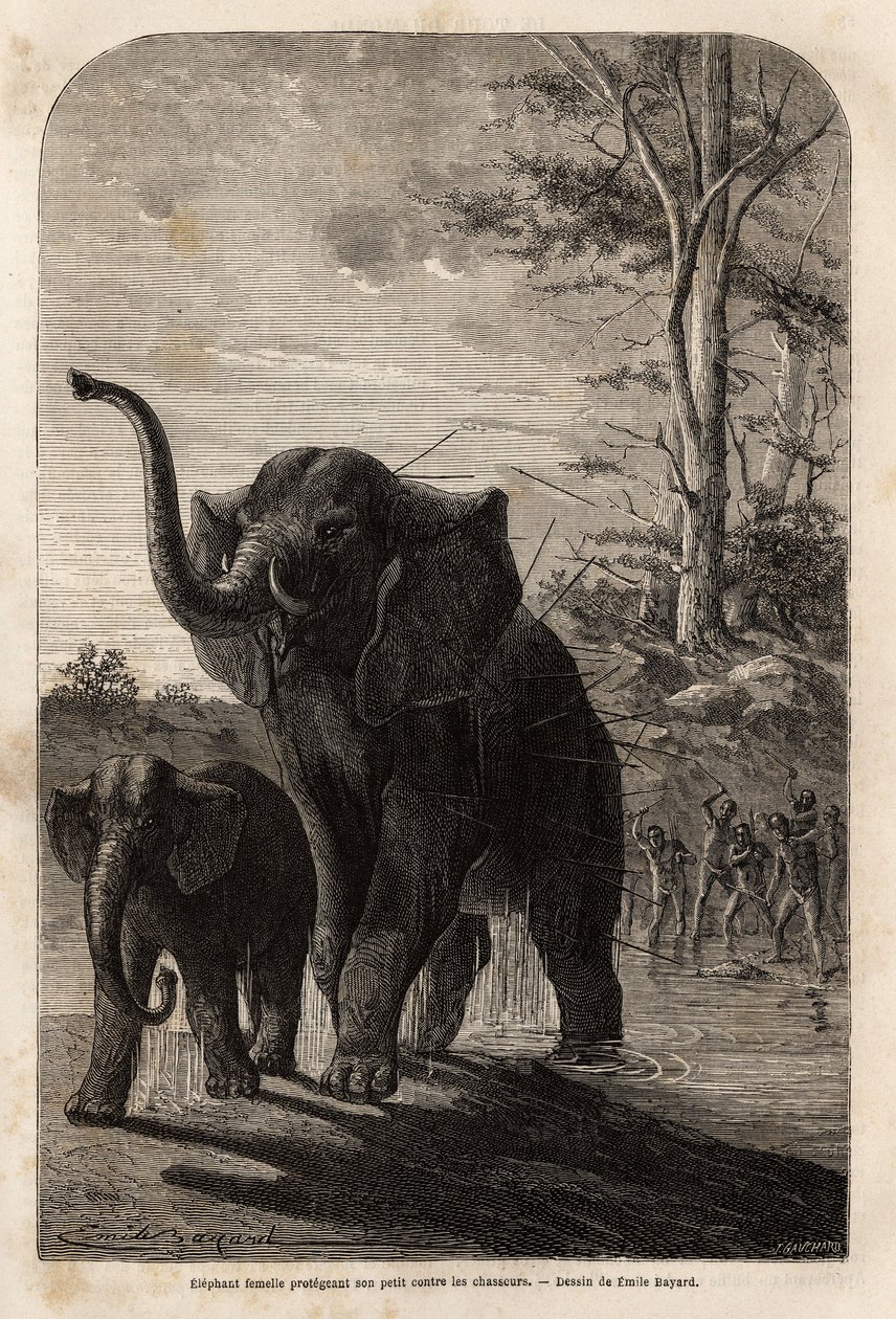 Kvinnlig elefant skyddar sina ungar från spjutsjägare från Zambese. Gravyr för att illustrera Dr. Livingstones första resor till södra Afrika från 1840 till 1856, i "Le tour du monde, nouveau journal des voyages"" publicerad under ledning av Edouar av Unknown artist