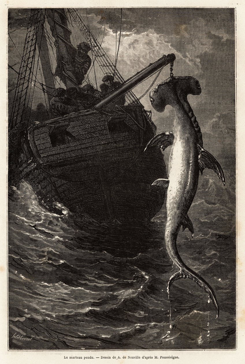 Fiskar en hammarsvall, 7 meter lång, i vattnet nära Anastasia Island. Gravyr för att illustrera berättelsen fyra månader i Florida, av Achille Pousselgue 1851-1852, publicerad i "" Le tour du monde"" 1870-1871, redigerad av Edouard Charton, Hachette redige av Unknown artist
