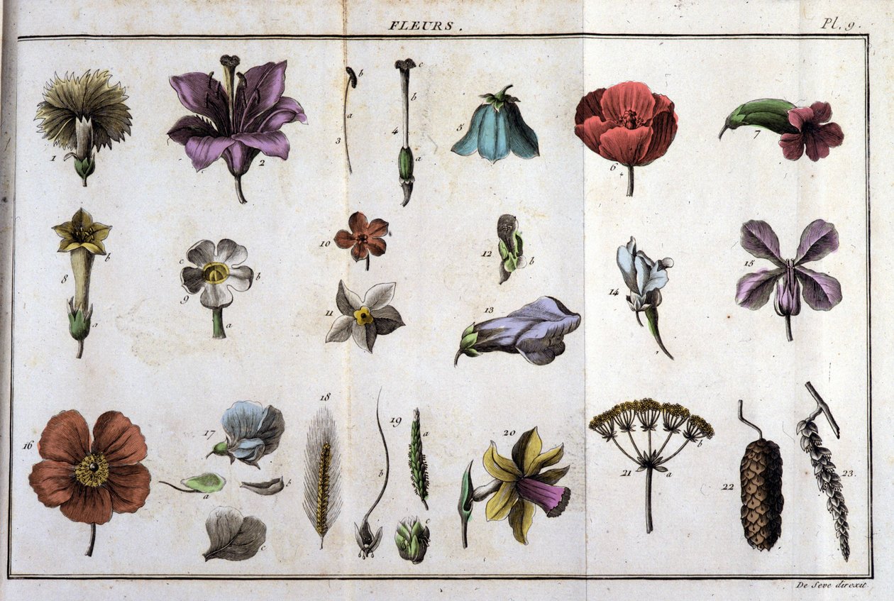 Blommor: i "" Flora Françoise, eller en kort beskrivning av alla växter som växer naturligt i Frankrike, arrangerade enligt en ny analysmetod till vilken vi bifogar citatet om deras minst tvetydiga dygder inom medicin och deras användbarhet i av Unknown artist
