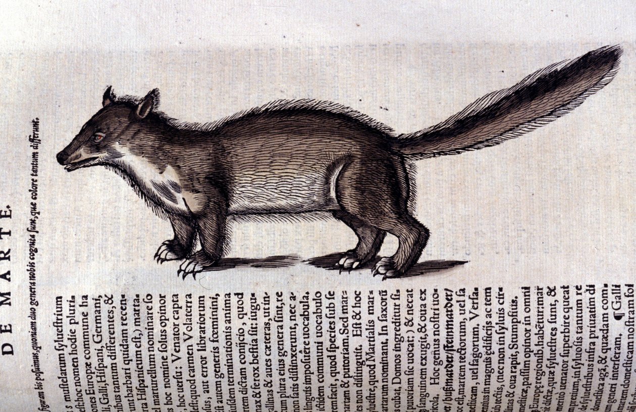 Pälsdjur - i djurens historia av Conrad Gesner (1516 - 1565), Tiguri av Unknown artist