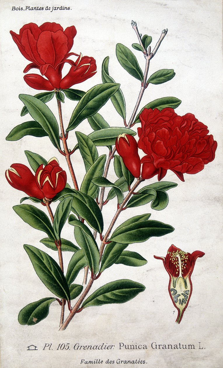 Trädgårdsväxter: granatäppleblommor (familjen Granatées). av Unknown artist