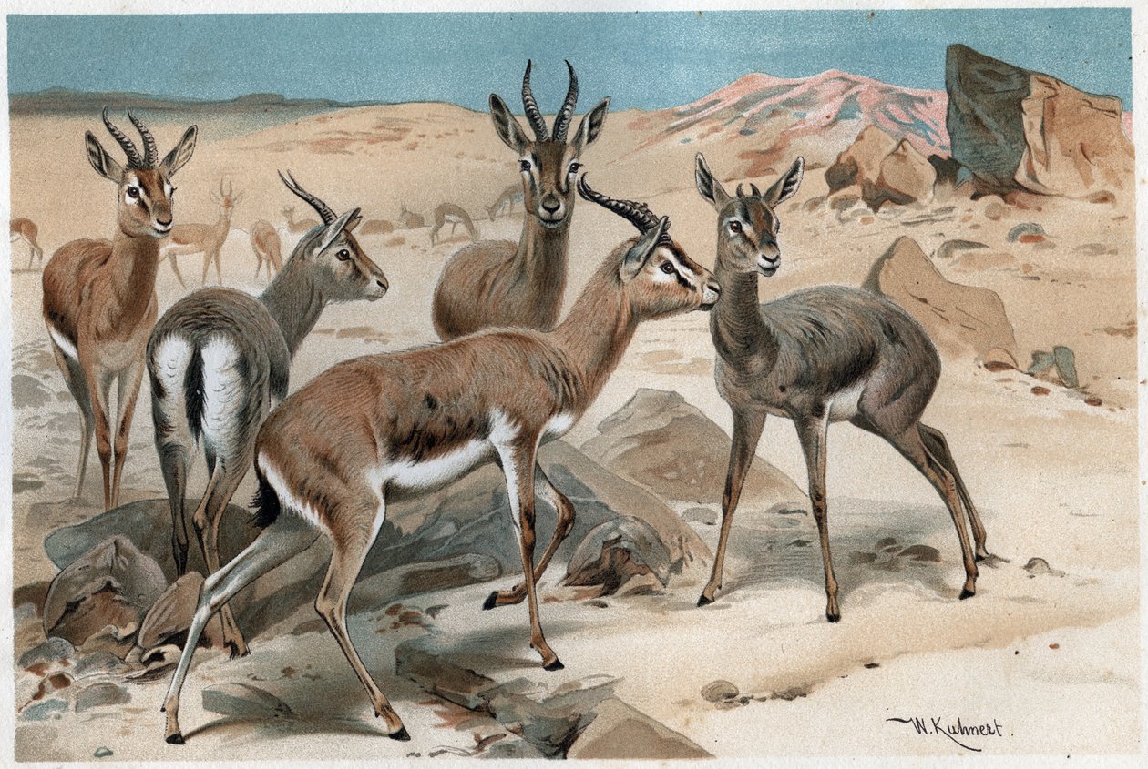 Gasell - gravyr från "" Brehms djurliv"" av Alfred Edmund Brehm (1829-1884) av Unknown artist