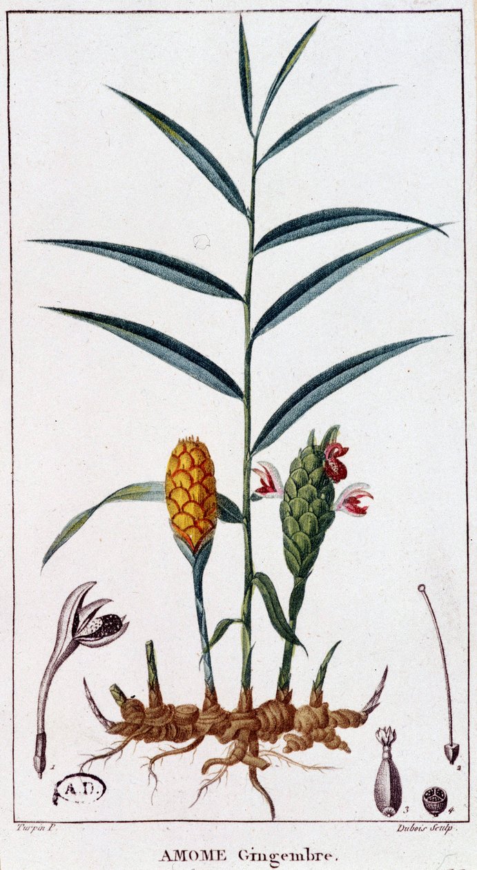 Ingefära (Amome) - botanisk bräda av Unknown artist