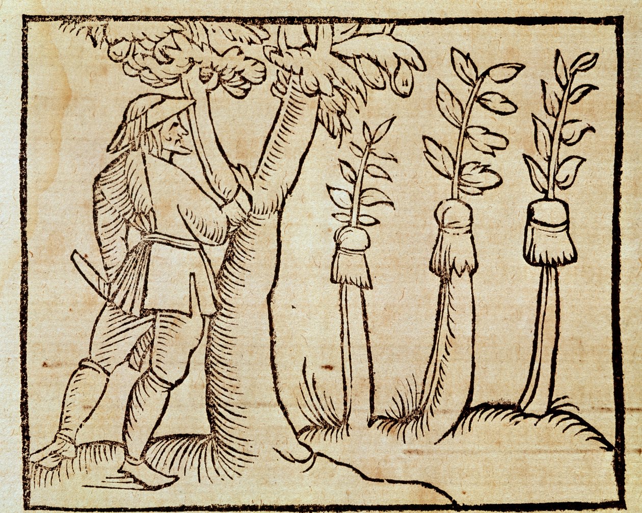Ympa träden, illustration från De Agricoltura Vulgare, av Pier Crescenzio (1233-1320), upplaga publicerad i Venedig av Unknown artist