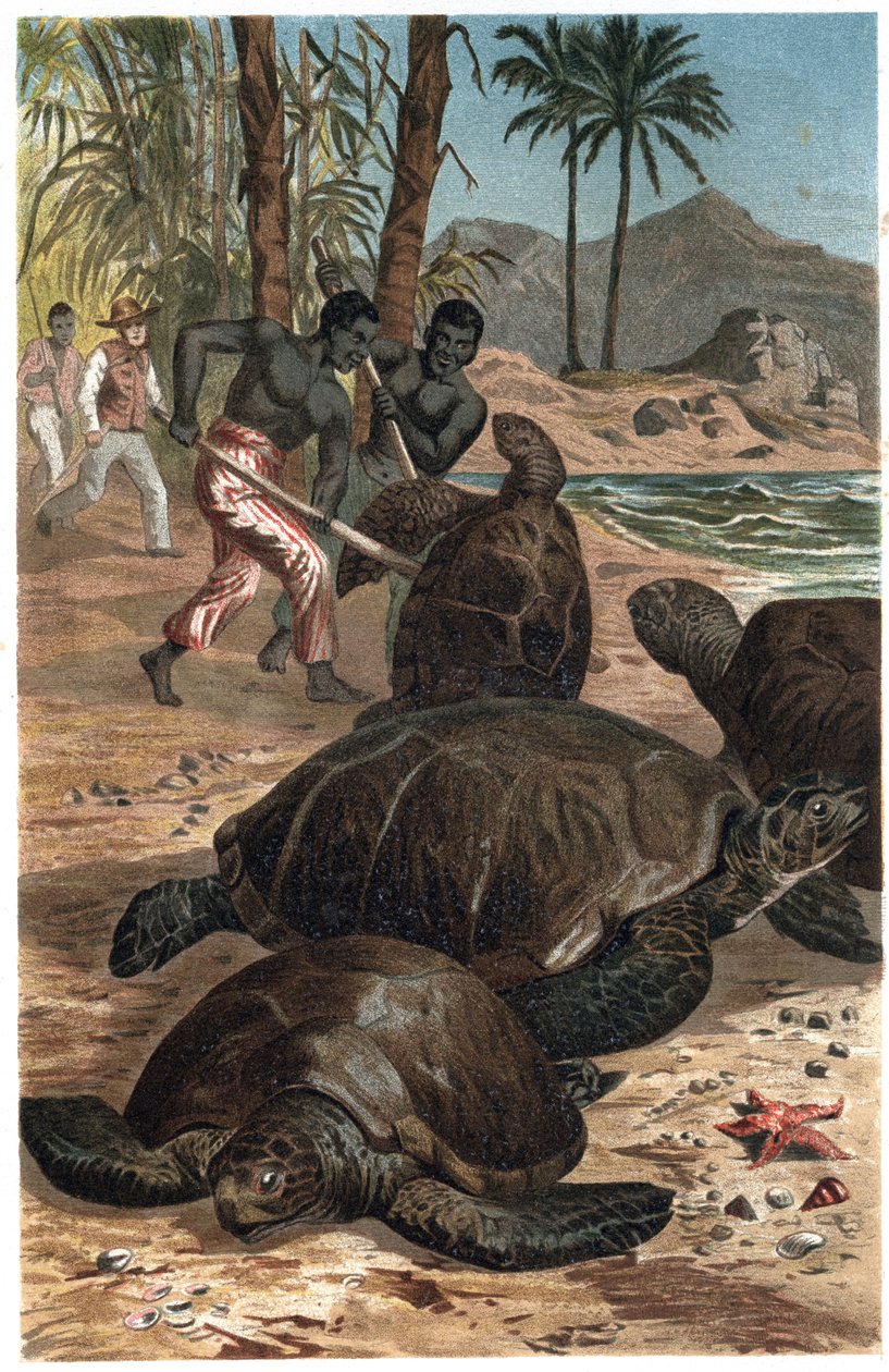 Grön sköldpadda eller atlantsköldpadda - Den gröna havssköldpaddan (Chelonia mydas) - gravyr från "" Brehms djurliv"" av Alfred Edmund Brehm (1829-1884) av Unknown artist