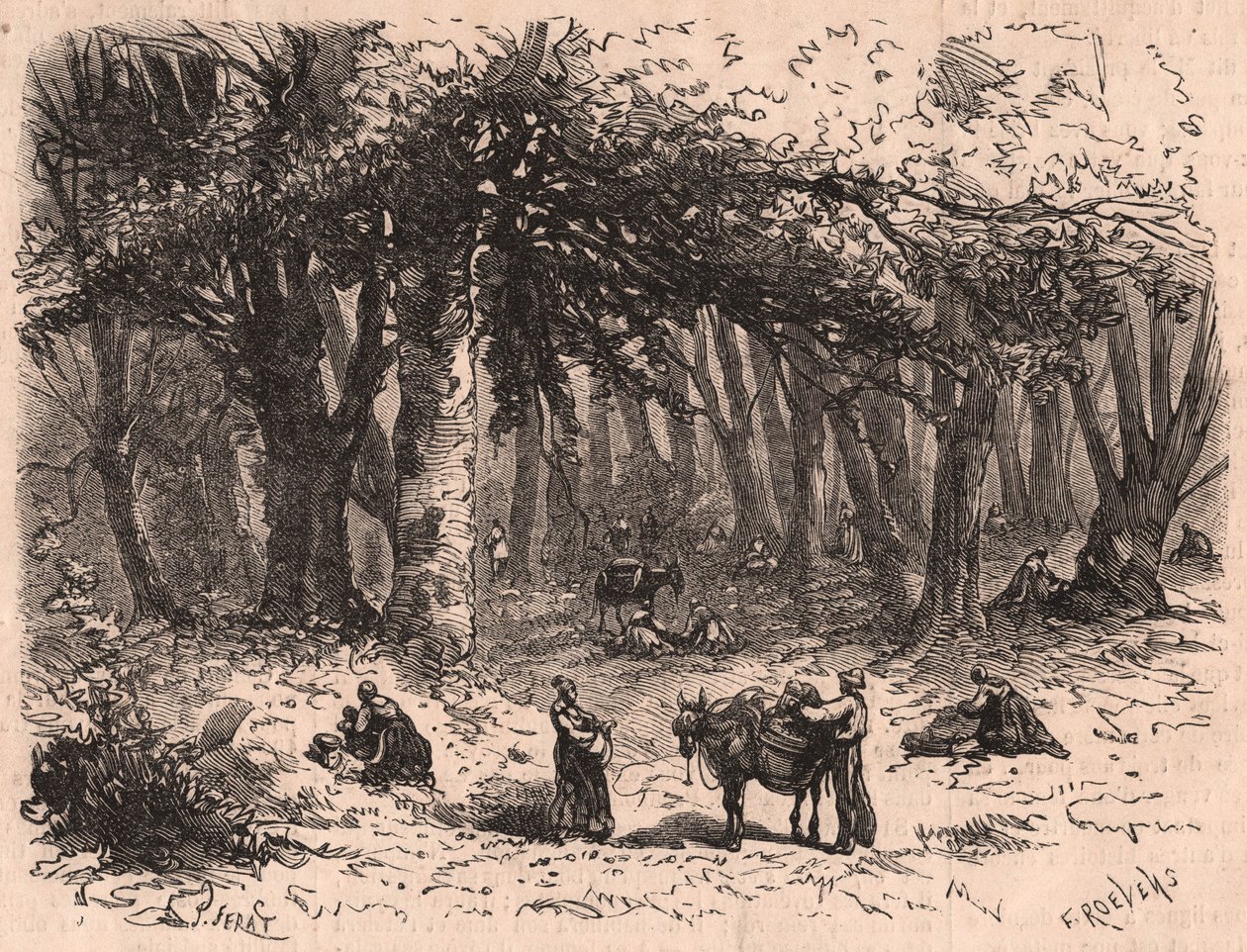 Grupp människor som plockar svamp i skogen i Fontainebleau av Unknown