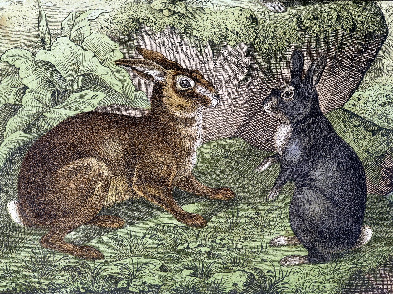 Hare and Rabbit - i "Natural History of Mammals", red. Schreiber av Unknown artist