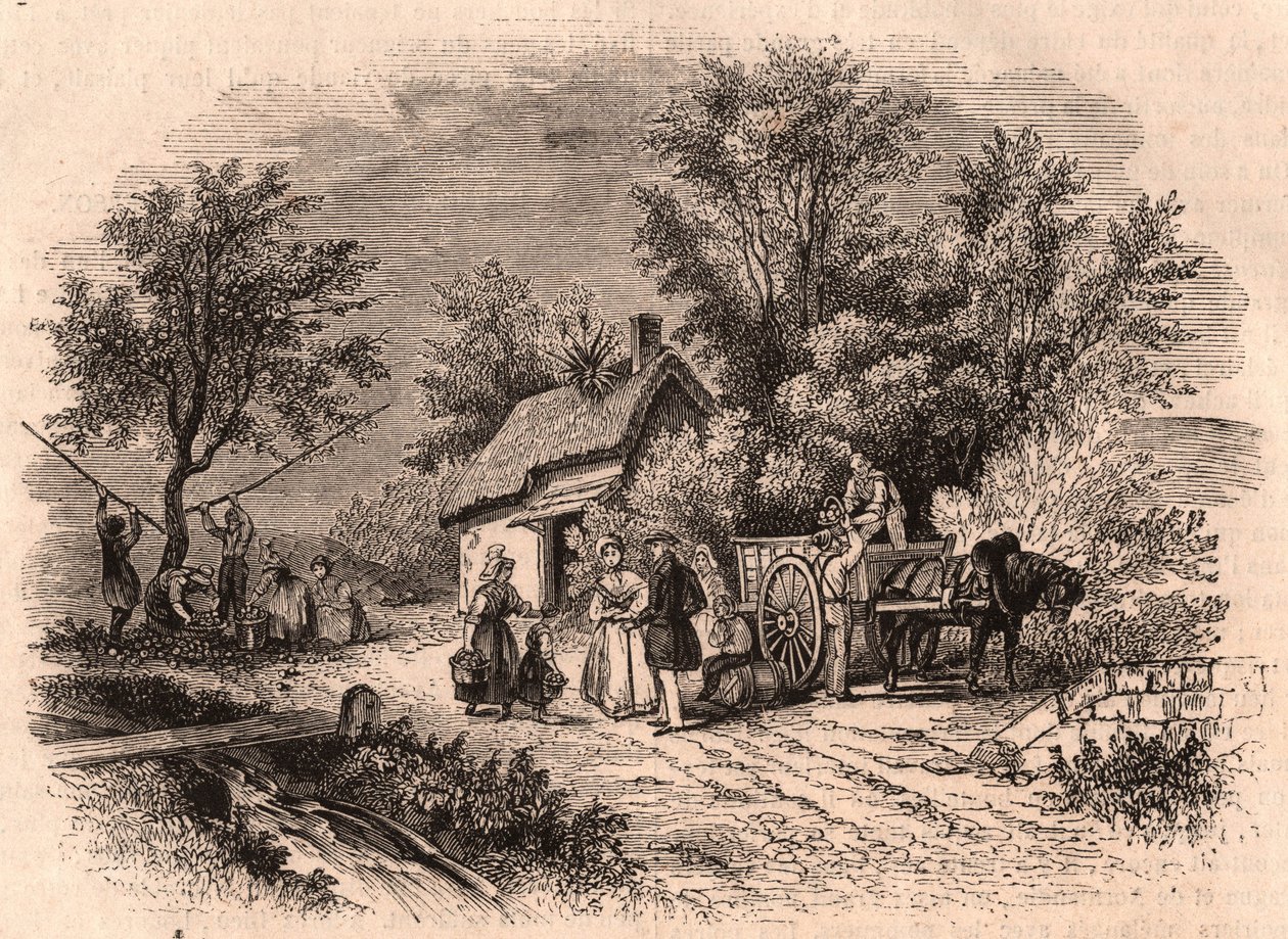 Skörd av äpplen i Normandie, Frankrike av Unknown