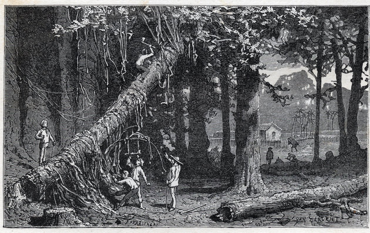 Skörda cinchona bark - Quinquina (Cinchona officinalis) av Unknown artist