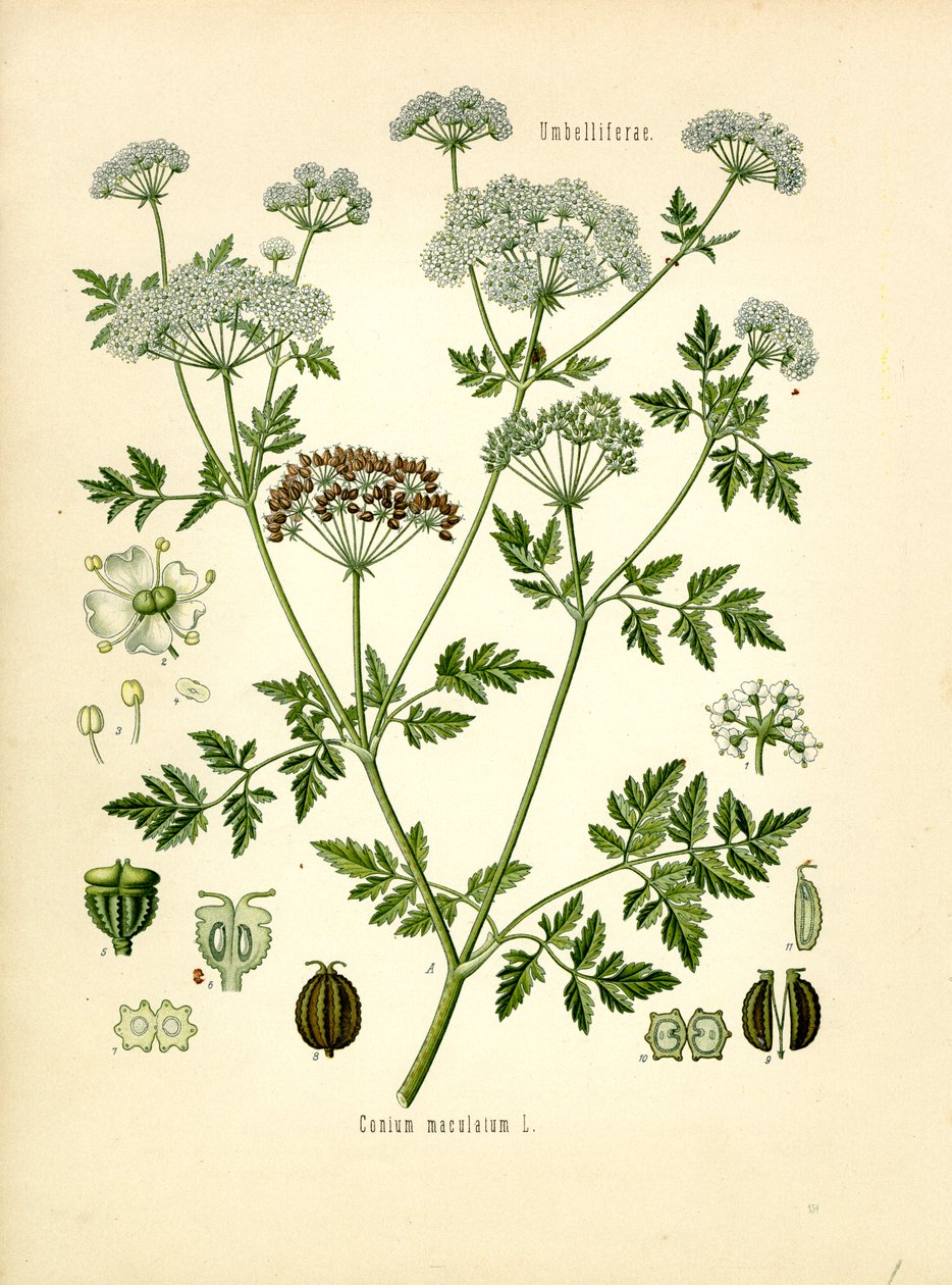 Hemlock (färg litho) av Unknown artist