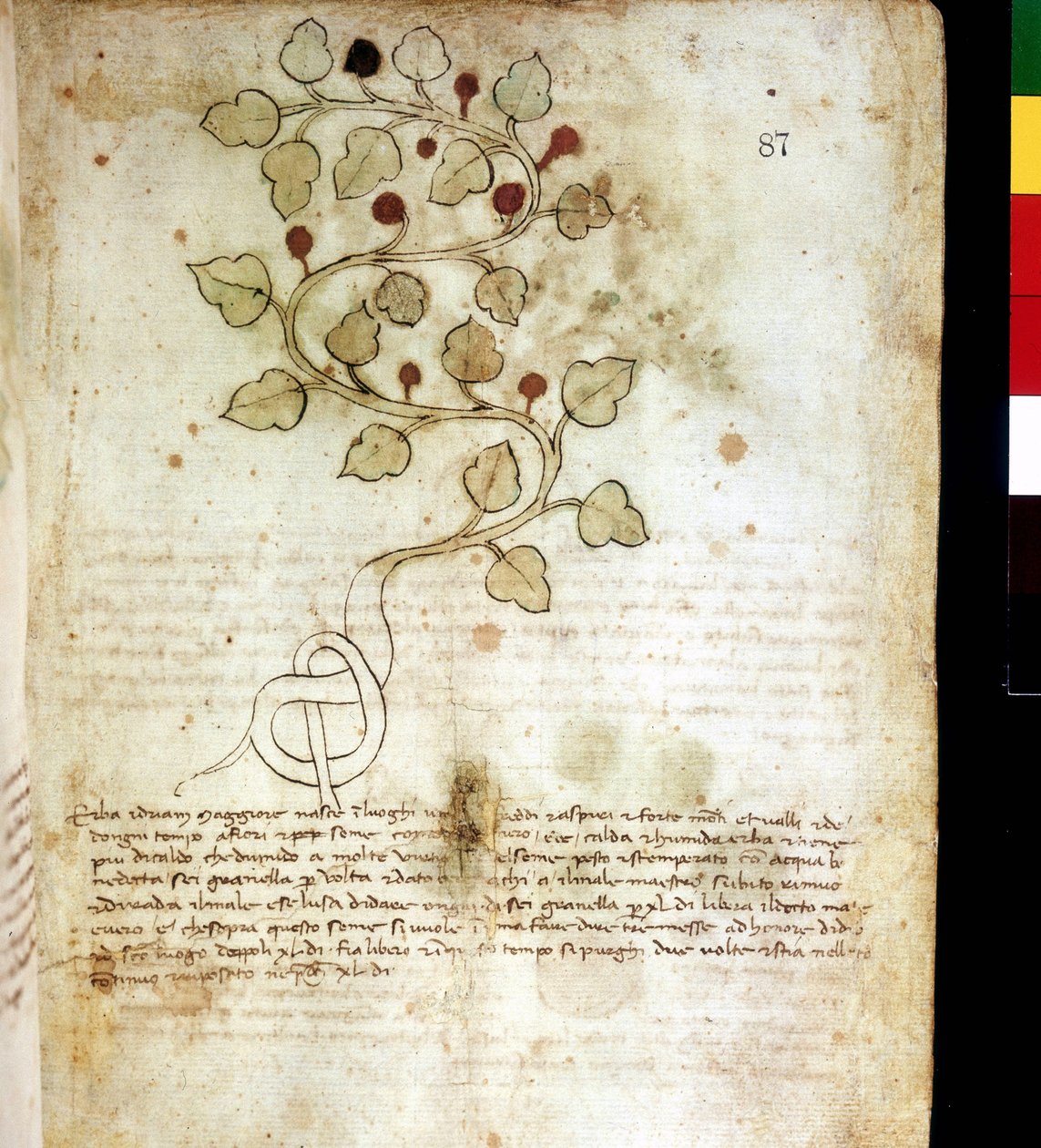 Ört "" Idriam Maggiore "" "eller gräs" "i form av en enkel knut" "". Botaniska styrelsen, Riminis kommunala bibliotek av Unknown artist